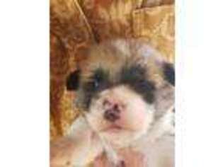 Pembroke Welsh Corgi Puppy for sale in Cabool, MO, USA