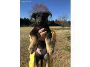 German Shepherd Dog Puppy for sale in Kenly, NC, USA