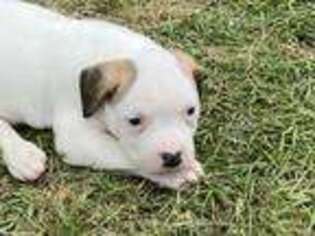 American Bulldog Puppy for sale in Ludowici, GA, USA