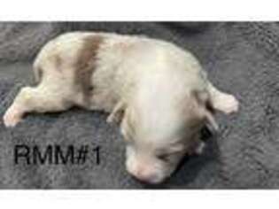 Miniature Australian Shepherd Puppy for sale in Theodore, AL, USA