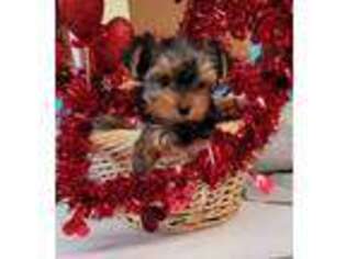 Yorkshire Terrier Puppy for sale in Boca Raton, FL, USA