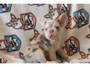 French Bulldog Puppy for sale in Caliente, CA, USA