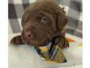 Labrador Retriever Puppy for sale in Everton, MO, USA