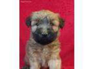 Soft Coated Wheaten Terrier Puppy for sale in Hilbert, WI, USA