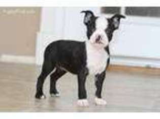 Boston Terrier Puppy for sale in Brandt, SD, USA