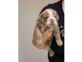 Bulldog Puppy for sale in Galt, CA, USA