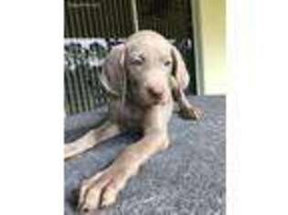 Weimaraner Puppy for sale in Lehigh Acres, FL, USA
