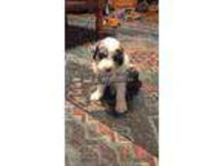 Mutt Puppy for sale in Omega, OK, USA