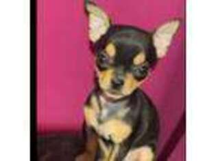 Chihuahua Puppy for sale in Canton, MI, USA