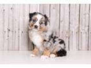 Australian Shepherd Puppy for sale in Butler, OH, USA