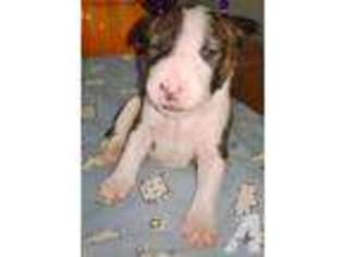 Bull Terrier Puppy for sale in PRINCETON, IN, USA