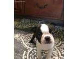 Boston Terrier Puppy for sale in Houston, TX, USA
