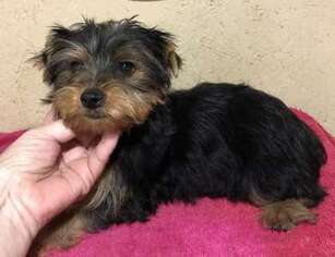 Yorkshire Terrier Puppy for sale in Everett, MA, USA