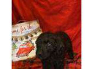 Labradoodle Puppy for sale in Harpers Ferry, WV, USA