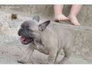 French Bulldog Puppy for sale in Holdrege, NE, USA