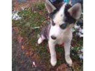 Siberian Husky Puppy for sale in Watervliet, NY, USA