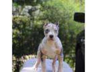 Mutt Puppy for sale in Phenix City, AL, USA