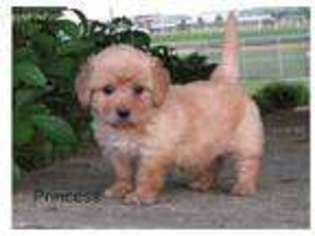 Medium Photo #1 Labradoodle Puppy For Sale in Myerstown, PA, USA