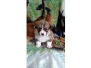 Pembroke Welsh Corgi Puppy for sale in Dell Rapids, SD, USA