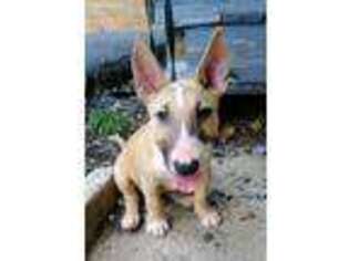 Bull Terrier Puppy for sale in Carlisle, PA, USA