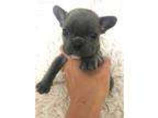 French Bulldog Puppy for sale in Parrottsville, TN, USA