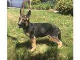 German Shepherd Dog Puppy for sale in Wauconda, IL, USA