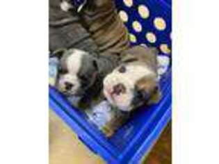 Bulldog Puppy for sale in Wister, OK, USA