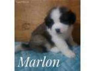 Saint Bernard Puppy for sale in Lancaster, MO, USA
