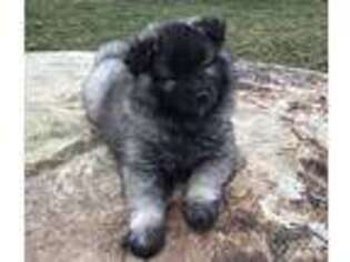 Keeshond Puppy for sale in Bradford, OH, USA