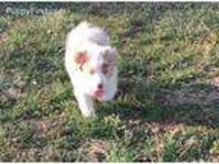 Australian Shepherd Puppy for sale in Sedalia, MO, USA