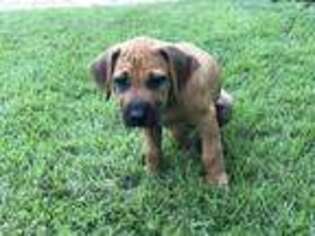 Rhodesian Ridgeback Puppy for sale in Georgetown, TX, USA