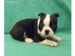 French Bulldog Puppy for sale in Mobile, AL, USA