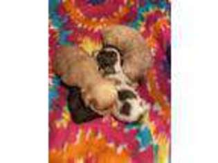 Yorkshire Terrier Puppy for sale in Adrian, MI, USA