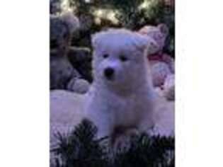 Samoyed Puppy for sale in Holladay, UT, USA