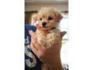 Mutt Puppy for sale in Apollo, PA, USA