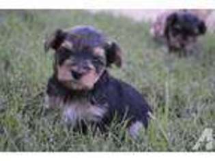Yorkshire Terrier Puppy for sale in EL CAMPO, TX, USA