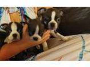 Boston Terrier Puppy for sale in Salisbury, NC, USA