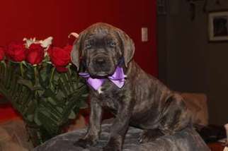 Cane Corso Puppy for sale in Germantown, OH, USA