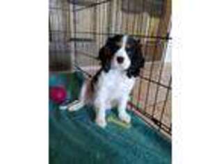 Cavalier King Charles Spaniel Puppy for sale in Gilbert, AZ, USA