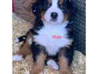 Bernese Mountain Dog Puppy for sale in Kettle Falls, WA, USA
