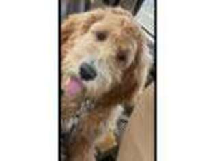Goldendoodle Puppy for sale in Crosby, TX, USA