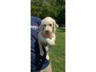 Labradoodle Puppy for sale in Mayfield, KY, USA