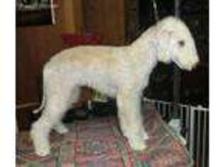 Bedlington Terrier Puppy for sale in Alexandria, LA, USA