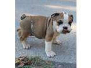 Bulldog Puppy for sale in New Lisbon, WI, USA