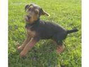 Airedale Terrier Puppy for sale in Conway, AR, USA