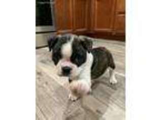 Boston Terrier Puppy for sale in Comstock, TX, USA