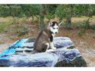 Siberian Husky Puppy for sale in Floral City, FL, USA