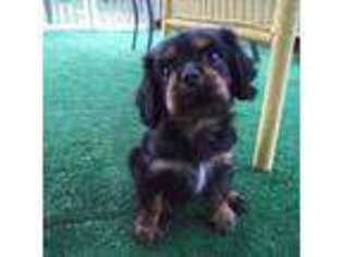 Cavalier King Charles Spaniel Puppy for sale in Swansboro, NC, USA