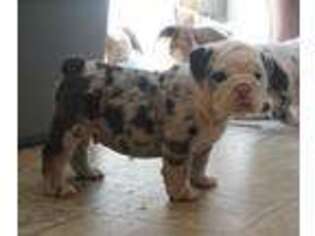 Bulldog Puppy for sale in Sioux City, IA, USA