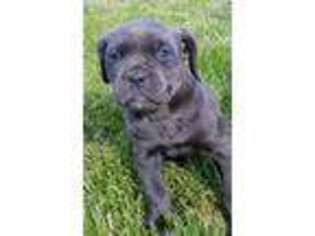 Medium Photo #1 Cane Corso Puppy For Sale in Gerrardstown, WV, USA